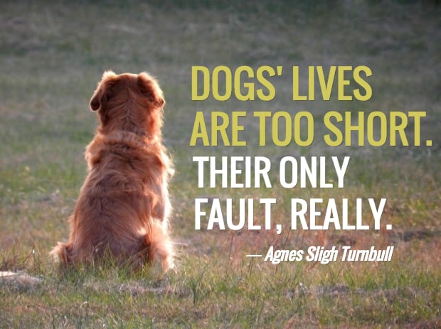 dog dying quotes
