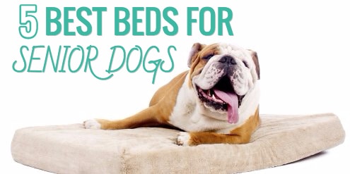 best beds for senior dogs