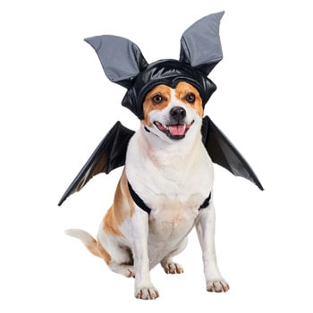 dog-bat-costume