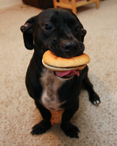 Dogs Enjoying National Cheeseburger Day