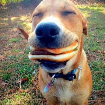 dog enjoying cheeseburger