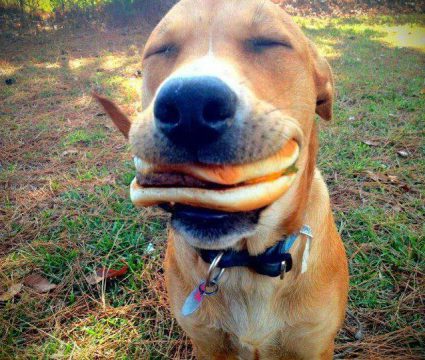 dog enjoying cheeseburger