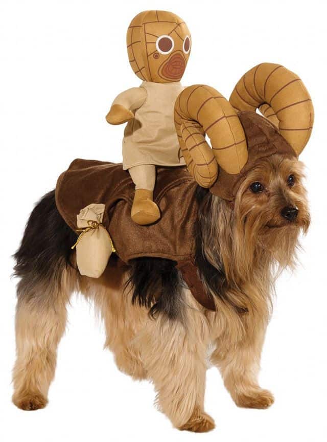dog star wars costume