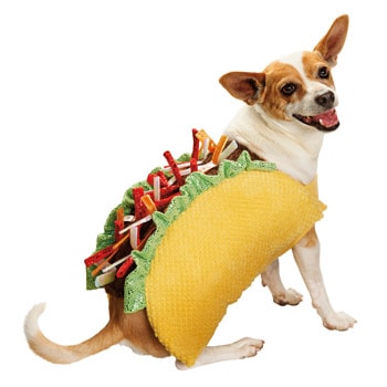 dog-taco-costume