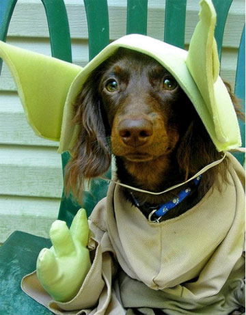 dog yoda costume