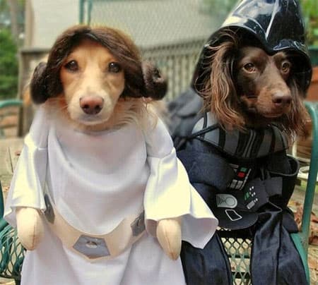dog costumes