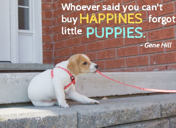 cute puppy quotes