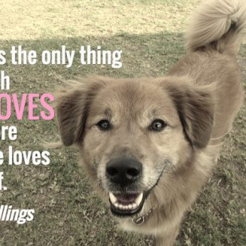 dog quotes love