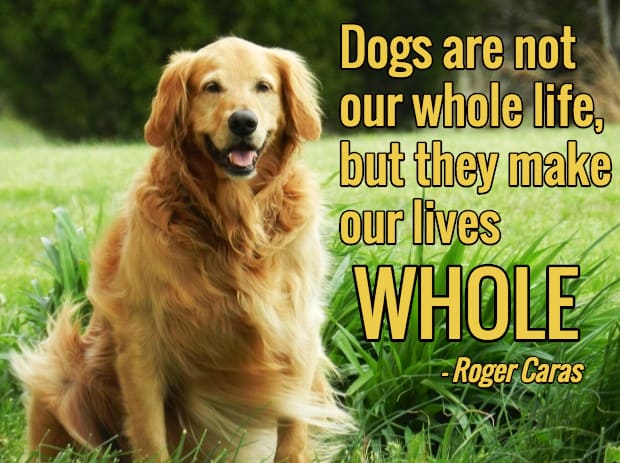 13 Dog Loss Quotes: Comforting Words When Losing a Friend