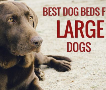 best beds for large dogs