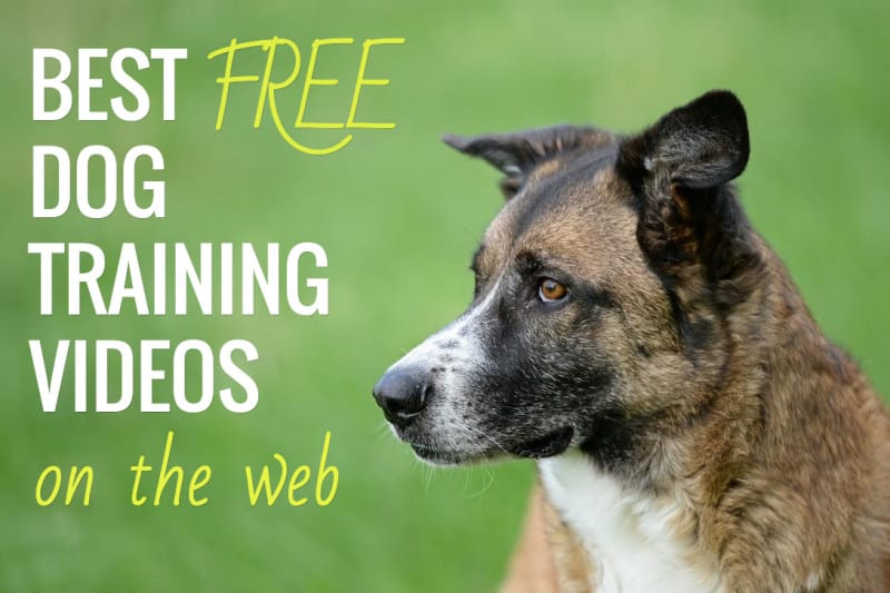 7 Best FREE Online Dog Training Video Courses [2022]