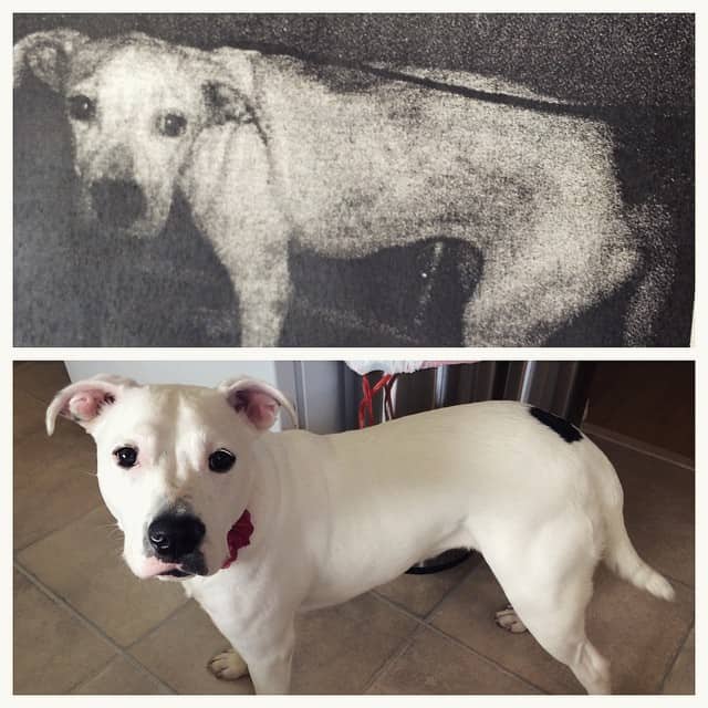 12 Incredible Dog Rescue Stories With Before and After Photos