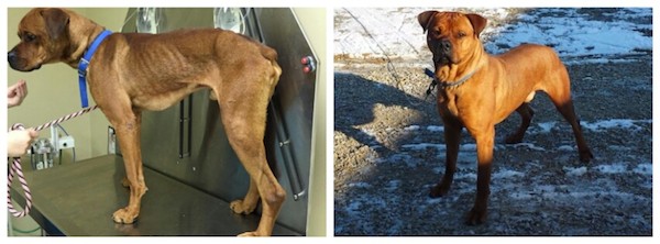 before and after dog adoption