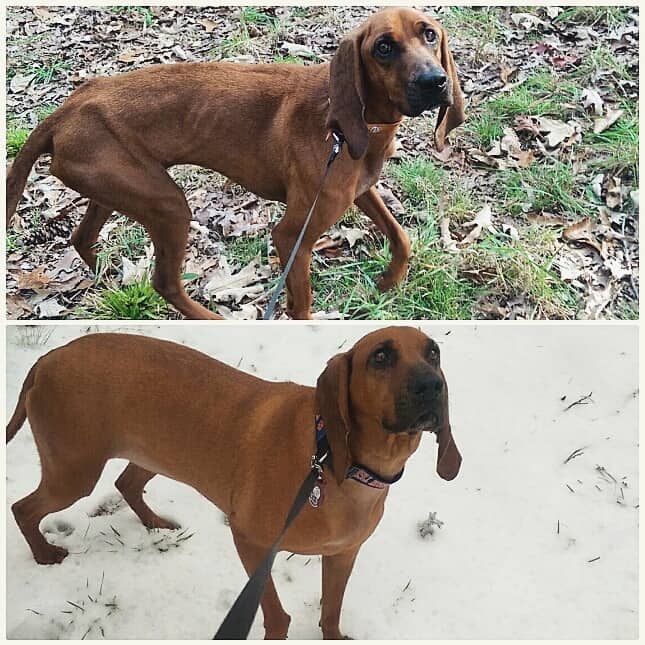 dog before vs after adoption