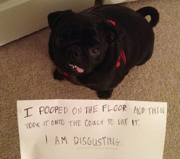 best of dog shaming