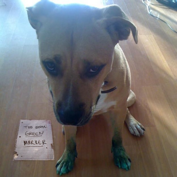 cute dog shaming pictures