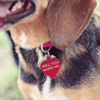 dog proposal