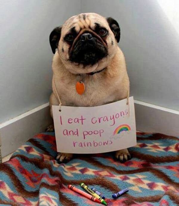 dog shaming pictures