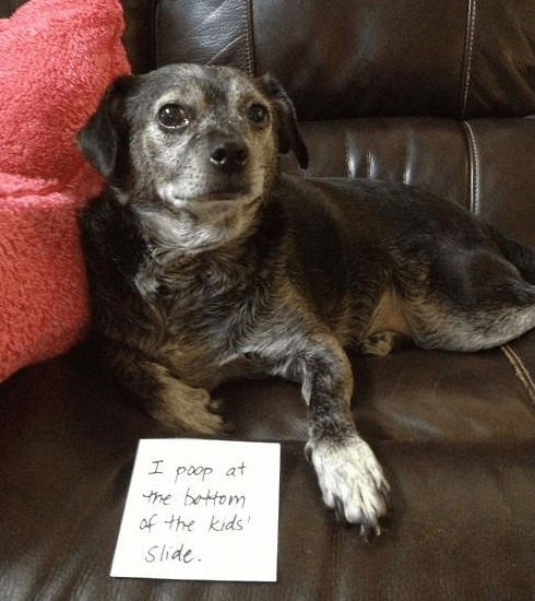 funny dog shaming photos
