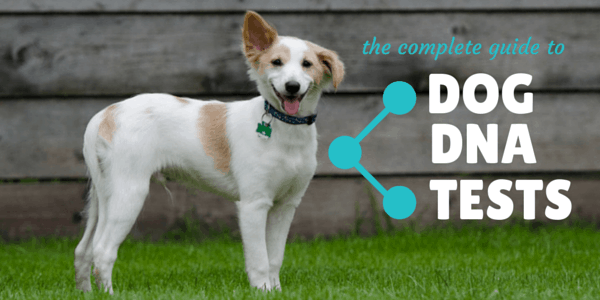 best dog dna test 2019