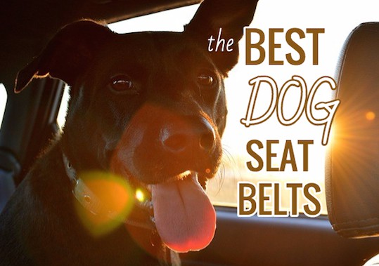 best dog seat belt