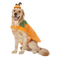 frisco pumpkin dog costume e1663271352292