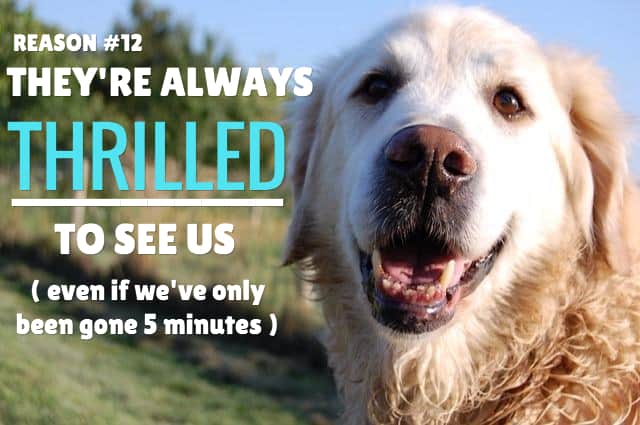 14 Dog Sayings: Photo Quotes About Why We Love Dogs