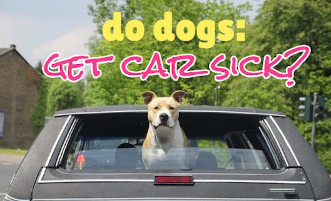 do dogs get car sick?