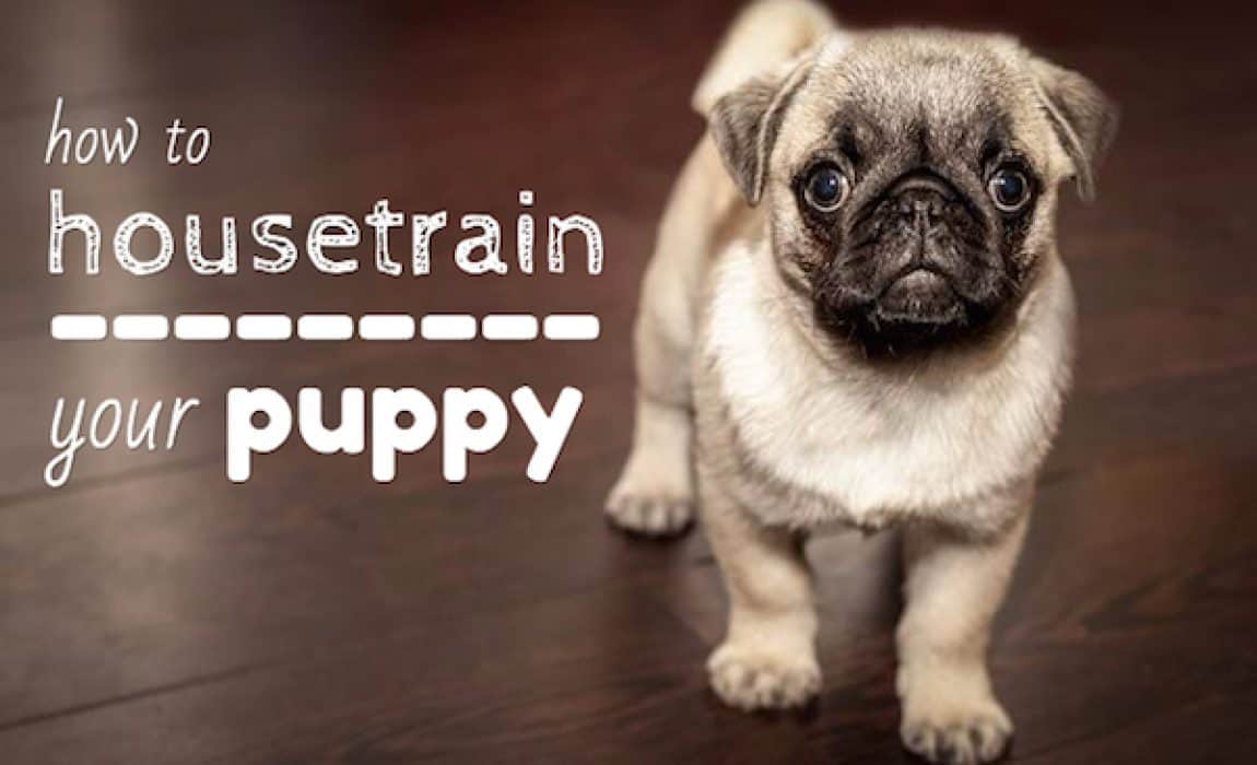 how to housetrain a puppy