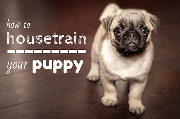 How to Housetrain A Puppy: Common Problems, Tips, & Tricks