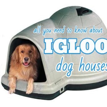 igloo dog house