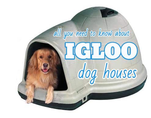 igloo dog house