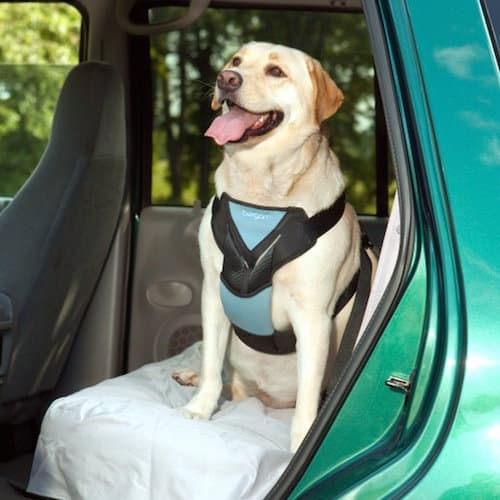 seatbelt for dogs
