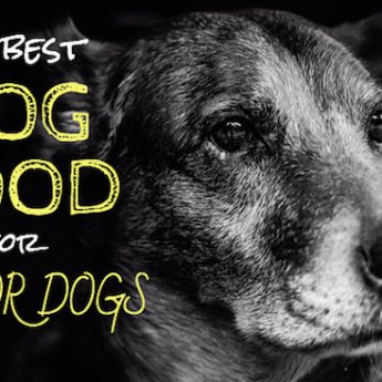 top dog food for senior dogs