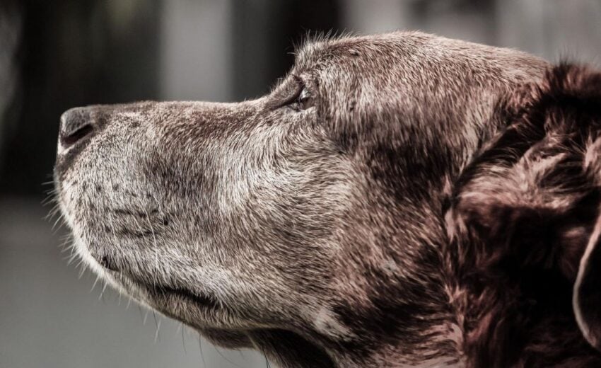 How to Care For Senior Dogs
