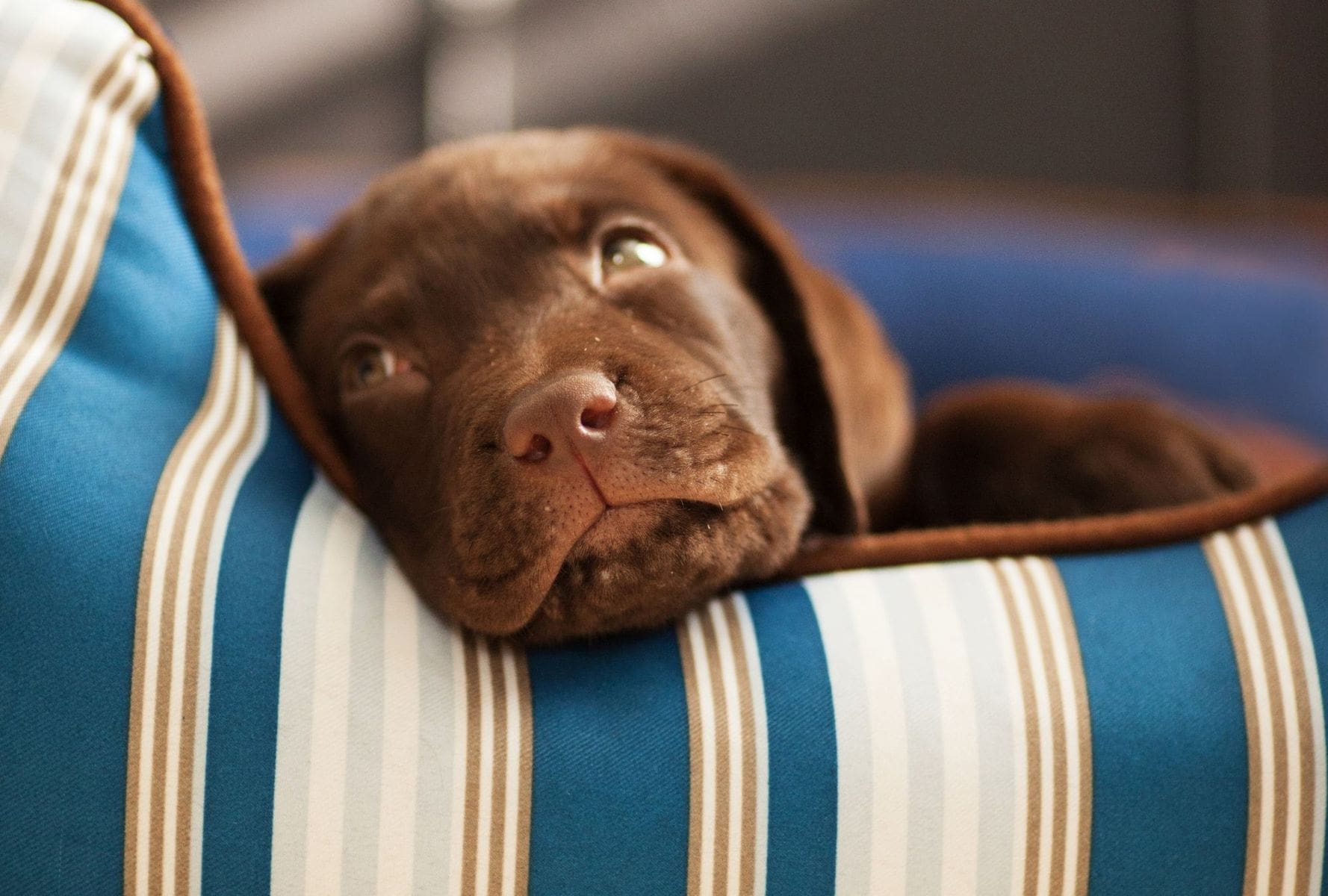 How to Stop a Puppy from Whining at Night 19 Tips!