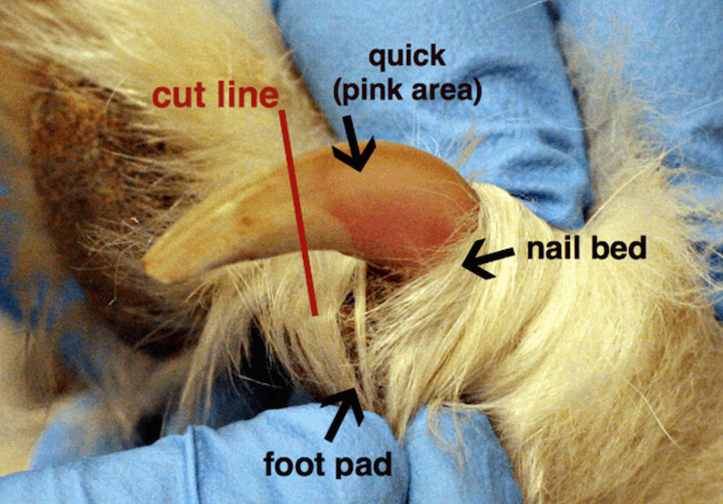 How Often Should I Cut My Dog's Nails?