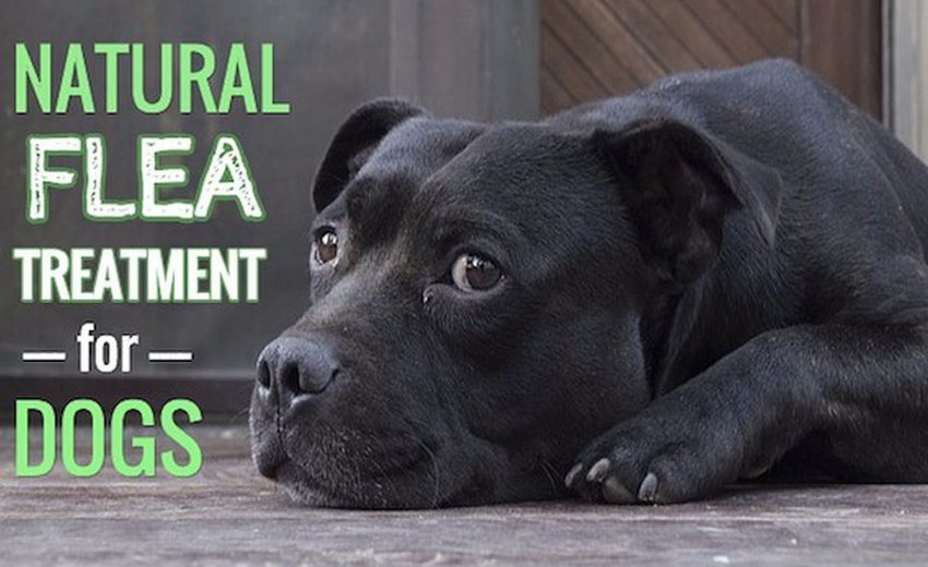 natural-flea-treatment-for-dogs