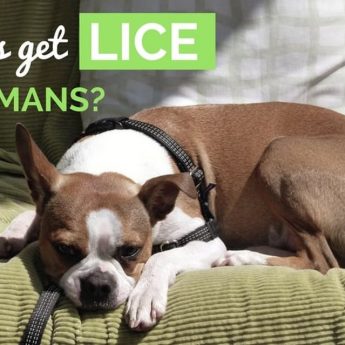 dog and human lice