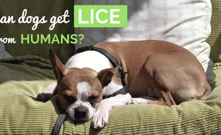 dog and human lice