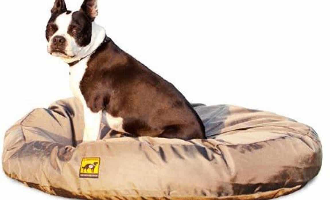 4 Best Chew Proof Dog Beds for Rough Chewers