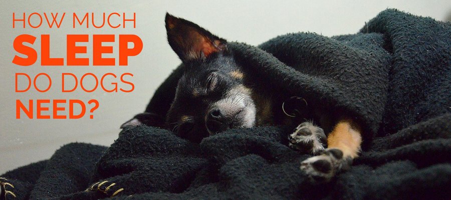 how much sleep do dogs need