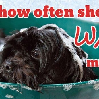 how-often-should-you-wash-your-dog