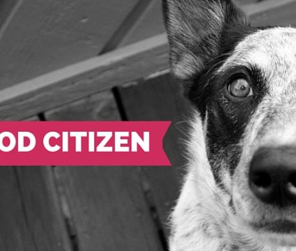 canine good citizen