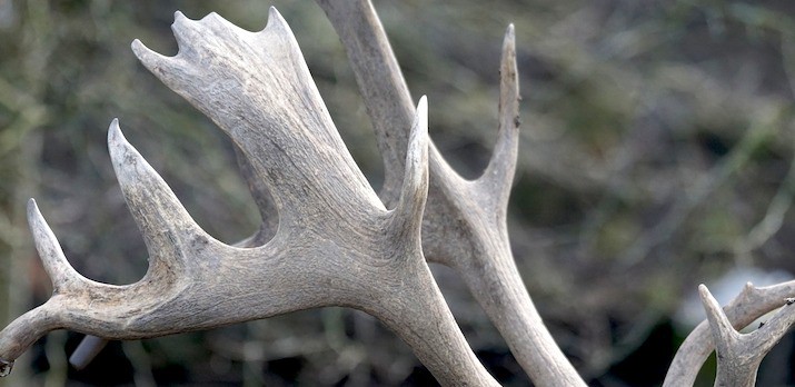 elk antlers for dogs