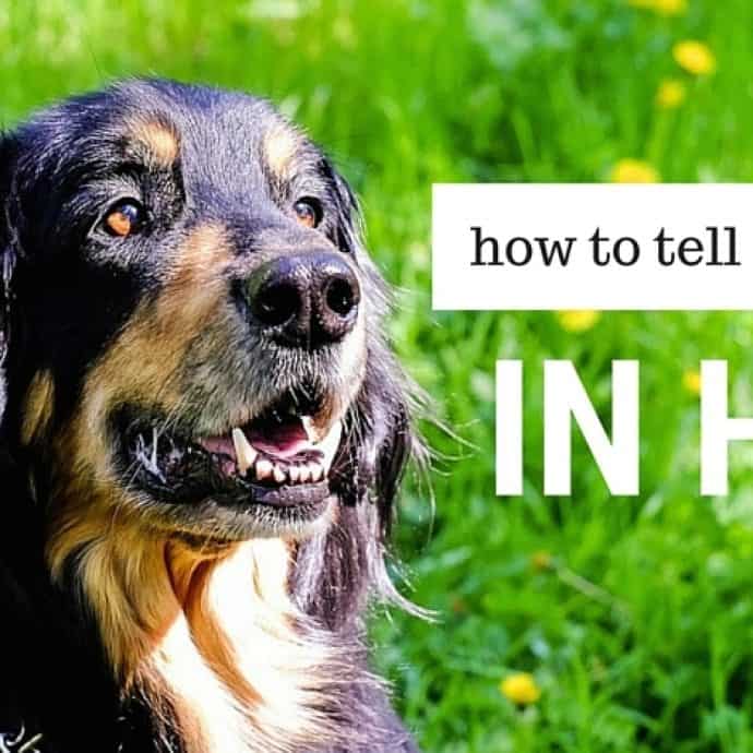 How To Care For Senior Dogs A Canine Golden Years Guide how-to-care-for-senior-dogs-a-canine-golden-years-guide