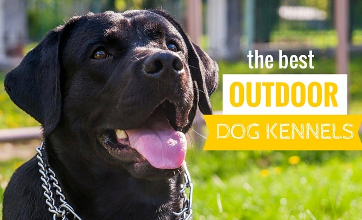 best outdoor dog kennels