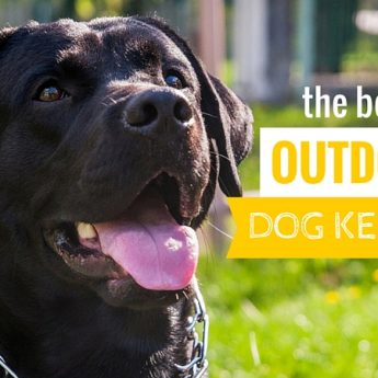 best outdoor dog kennels