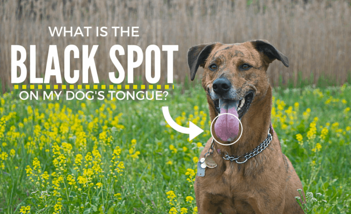 dark spot on dogs tongue title
