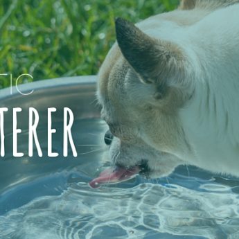 automatic dog waterers